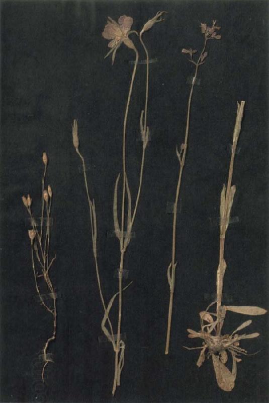 Paul Klee Herbarium China oil painting art